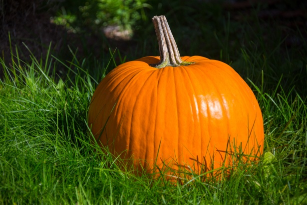 pumpkin-in-grass-15069543212s1