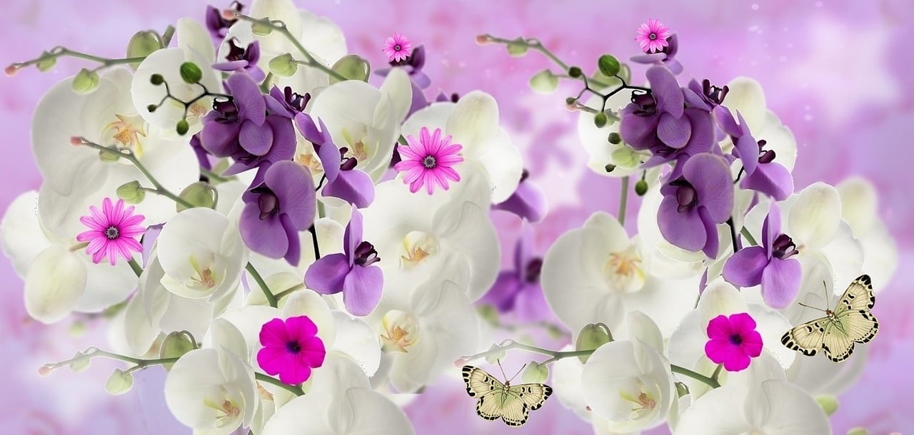orchids-862899_1280