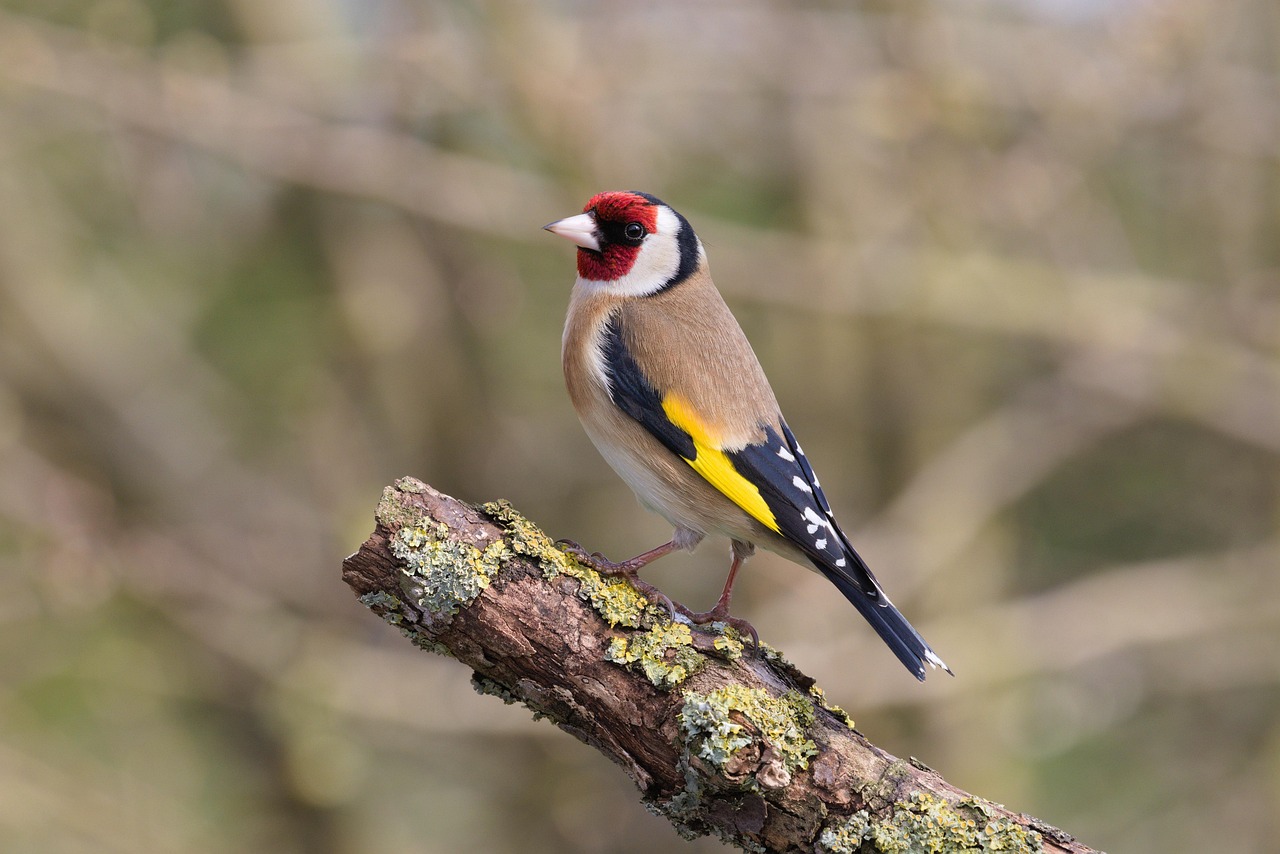 bird-7768061_1280