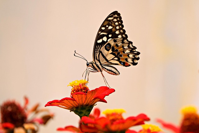 insect-7025881_640